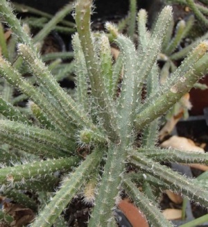 Rhipsalis baccifera subsp. horrida